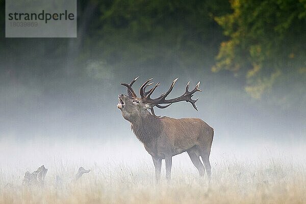 Rothirsch (Cervus elaphus) beim Brüllen im Grasland im Nebel am Waldrand während der Brunft im Herbst