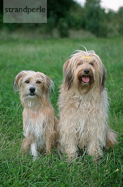 Mixed Breed Dogs  Mischlingshunde (Saeugetiere) (mammals) (animals) (Haushund) (domestic dog) (Haustier) (Heimtier) (pet) (außen) (outdoor) (frontal) (head-on) (von vorne) (Wiese) (meadow) (sitzen) (sitting) (adult) (zwei) (two) (Paar) (pair)