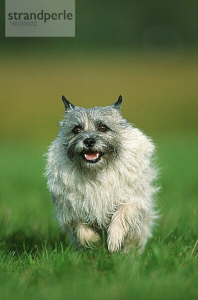 Cairn Terrier (Saeugetiere) (mammals) (animals) (Haushund) (domestic dog) (Haustier) (Heimtier) (pet) (außen) (outdoor) (frontal) (head-on) (von vorne) (Wiese) (meadow) (Lebensfreude) (joy of life) (adult) (Bewegung) (motion) (laufen) (rennen) (running) (lächeln) (smiling)