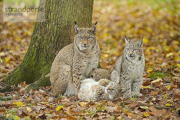 Europäischer Luchs (Lynx lynx)  Weibchen mit zwei Jungtieren  captive