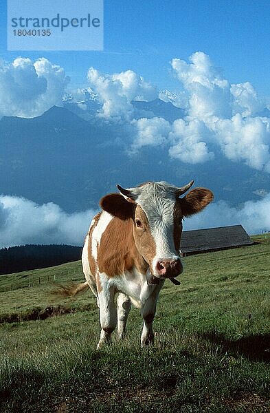 Hausrind auf Alm (Europa) (Säugetiere) (mammals) (Haustier) (Nutztier) (farm animal) (domestic) (Huftiere) (Paarhufer) (cloven-hoofed animals) (Rinder) (außen) (outdoor) (frontal) (von vorne) (Wiese) (meadow) (vertikal) (adult) (aufmerksam) (alert) (stehen) (standing) (Gebirge) (Berge) (mountains) (Europa) (europe)  Cattle on alpine pasture  Switzerland  Kuh  Kühe  Schweiz  Europa