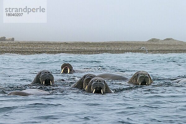 Gruppe von Walrossen (Odobenus rosmarus)  die im arktischen Meer schwimmen  Svalbard  Norwegen  Europa