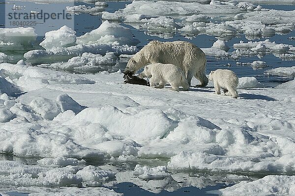 Eisbär  Weibchen und Jungtiere  mit erbeuteter Ringelrobbe (Phoca hispida)  Spitzbergen  Svalbard-Inselgruppe  Barentsee  Polarbär (Thalassarctos maritimus) Eisscholle  Norwegen  Europa