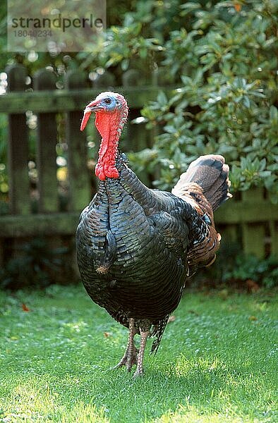 Domestic Turkey  male  Haustruthuhn (Meleagris gallopavo) (Tiere) (animals) (Vogel) (Haustier) (Nutztier) (farm animal) (domestic) (Hühnervoegel) (gallinaceous birds) (außen) (outdoor) (frontal) (head-on) (von vorne) (Gegenlicht) (back light) (Wiese) (meadow) (aufmerksam) (alert) (stehen) (standing) (adult) (vertical)