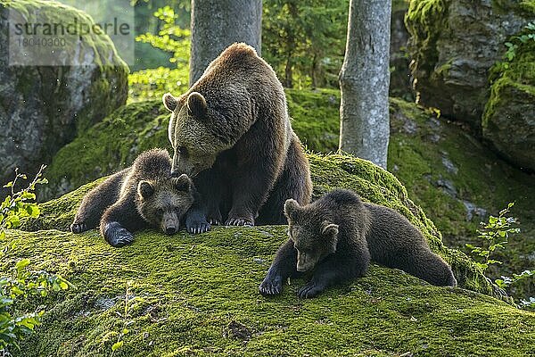 Europäischer Braunbär (Ursus arctos)  Weibchen mit Jungtieren  captive