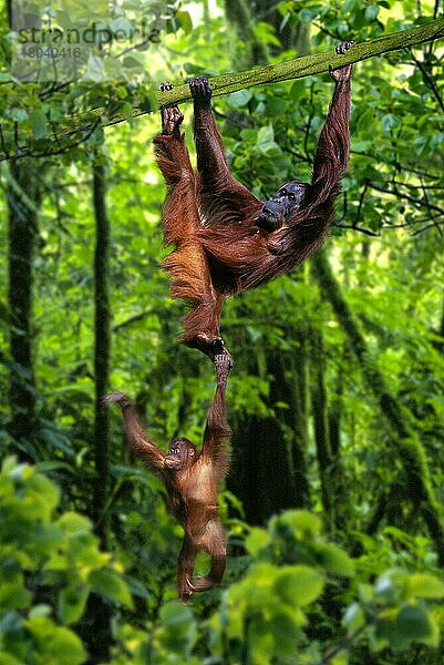 Sumatra-Orang-Utan mit Jungtier (Pongo pygmaeus abelii)