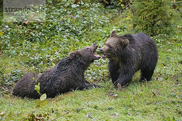 Europäischer Braunbär (Ursus arctos)  zwei Jungtiere  Zähne fletschend  captive
