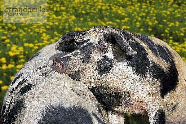 Turpolje-Schweine  ruhend (aussen) (outdoor) (Wiese) (meadow) (liegen) (lying) (adult) (Entspannung) (relaxing) (Paar) (pair) (zwei) (two) (Querformat) (horizontal) (Zuneigung) (affection) (Säugetiere) (mammals) (cloven hoofed animals) (Paarhufer) (Huftiere) (Haustier) (Nutztier) (farm animal) (domestic) Schwein  Schweine