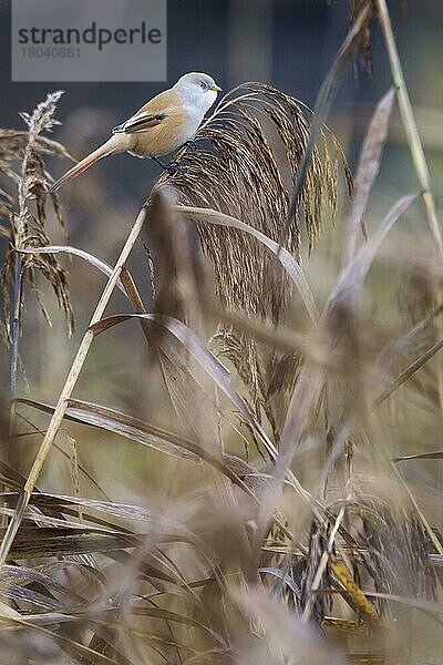 Bartmeise (Panurus biarmicus)  Weibchen  Deutschland  Europa