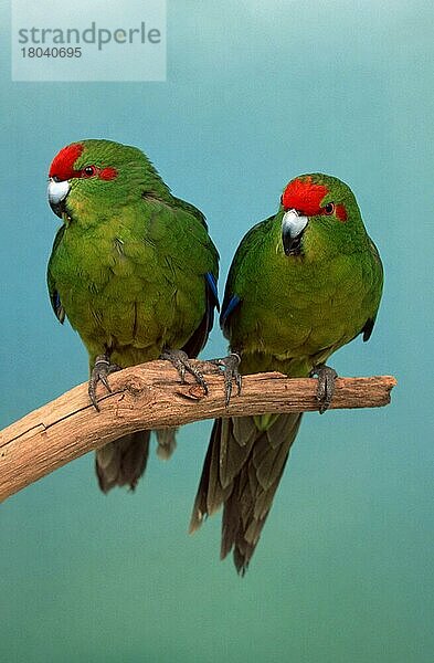 Red-fronted Parakeets  males  Ziegensittiche (Cyanoramphus novaezelandiae)  männlich (Australien) (australia) (Neuseeland) (New Zealand) (Tiere) (animals) (Vogel) (Vögel) (birds) (Laufsittiche) (Papageien) (parrots) (Ast) (frontal) (head-on) (von vorne) (grün) (green) (aufmerksam) (alert) (sitzen) (sitting) (adult) (zwei) (two) (innen) (Studio) (Haustier) (Heimtier) (pet)