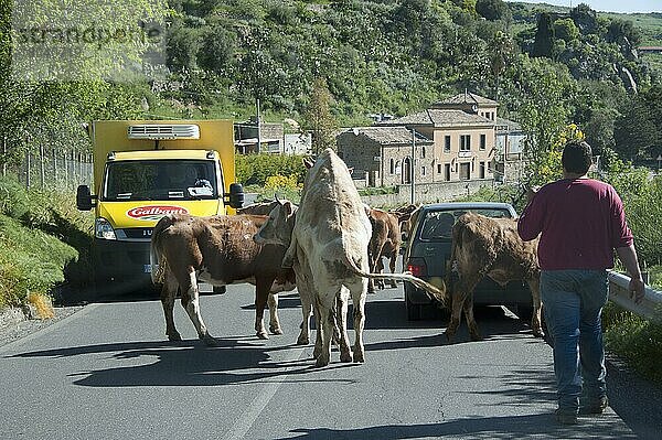 Hausrinder  Kuh  Kühe auf Straße  Casa Carabba  Provinz Messina  Sizilien  Italien  Europa