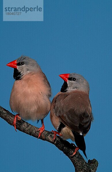 Grassfinches (Poephila acuticaudata hecki)  Rotschnäblige Spitzschwanzamadinen (Australien) (australia) (Tiere) (animals) (Vogel) (Haustier) (Heimtier) (pet) (Singvögel) (songbirds) (Prachtfinken) (Ast) (frontal) (head-on) (von vorne) (innen) (Studio) (von hinten) (from behind) (sitzen) (sitting) (adult) (Paar) (pair) (zwei) (two)