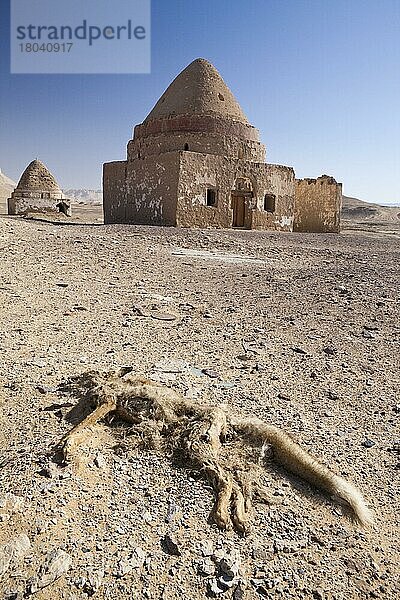 Tierkadaver vor Grabstätte  Al Qasr  Dakhla Oase  Libysche Wüste  El Qasr  Grabstätte  Grabmahl  Ägypten  Afrika