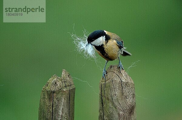 Great Tit  collecting nesting material  North Rhine-Westphalia  Kohlmeise (Parus major) sammelt Nistmaterial  Nordrhein-Westfalen (Europa) (Tiere) (animals) (Singvögel) (songbirds) (Vogel) (Frühling) (spring) (außen) (outdoor) (frontal) (head-on) (von vorne) (Garten) (Zaun) (fence) (tragen) (carrying) (sitzen) (sitting) (adult) (Querformat) (horizontal)  Meise  Meisen  Deutschland  Europa