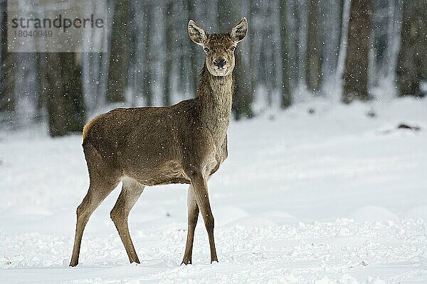 Rothirsch (Cervus elaphus)  weiblich  im Winter  Schneetreiben