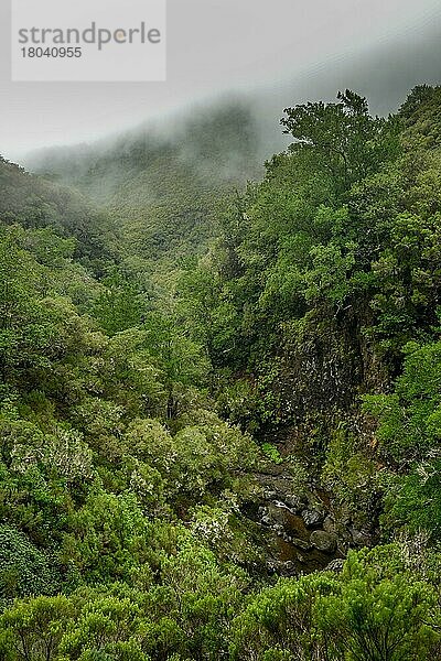 Regenwald  Rabacal-Tal  Zentralgebirge  Madeira  Portugal  Europa