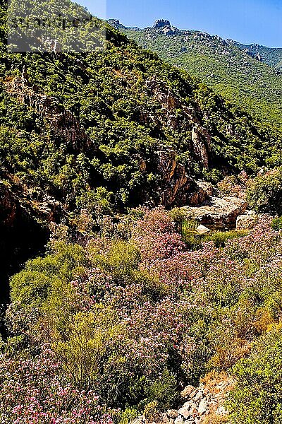 Tal des Oleanders  Sardinien  Italien  Europa