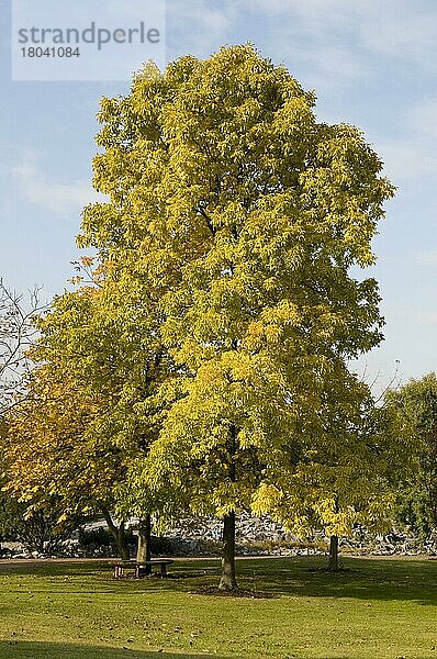 Shagbark Hickory (Carya ovata)  Hellbark Hickory  Scalybark Hickory