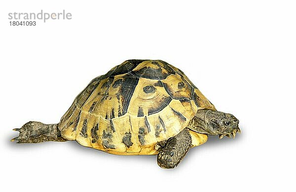 Griechische Landschildkröte (Testudo hermanni)  Hermannsschildkröte