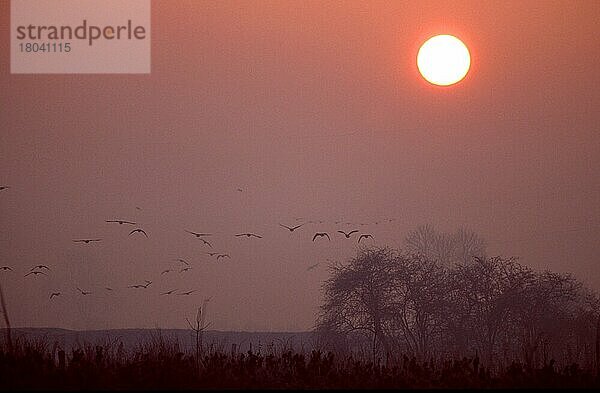 Blässgänse (Anser albifrons)  fliegend bei Sonnenaufgang  Niederlande  Europa