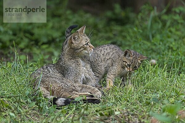 Wildkatze (Felis silvestris)  Weibchen und Jungtier  captive