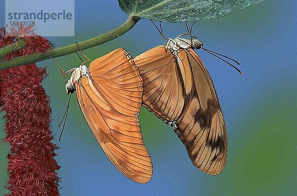 Fackeln  Paar  kopulierend (Dryas julia)  seitlich