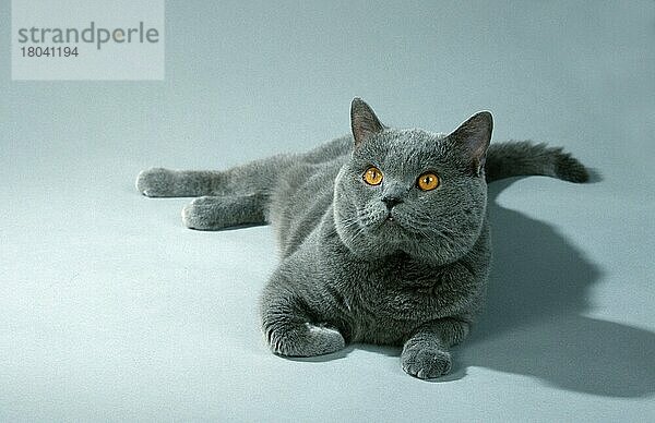 British Shorthair Cat  tomcat  blue  Britische Kurzhaarkatze  Kater  blau  Kartäuser (Kartäuser) (Säugetiere) (mammals) (animals) (Hauskatze) (domestic cat) (Haustier) (Heimtier) (pet) (Rassekatzen) (männlich) (male) (frontal) (head-on) (von vorne) (Querformat) (horizontal) (liegen) (lying) (adult) (Freisteller) (Objekt)