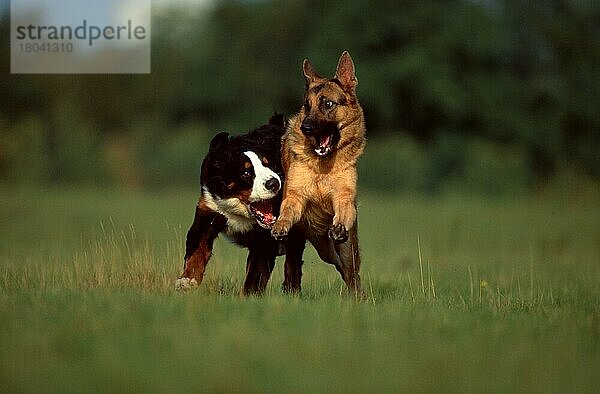 Deutscher Schäferhund und Berner Sennenhund  Deutscher Schäferhund