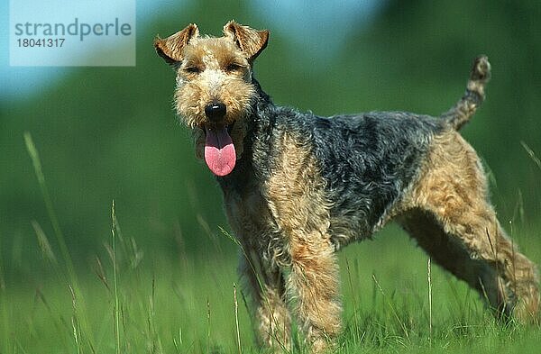 Welsh Terrier  Seite