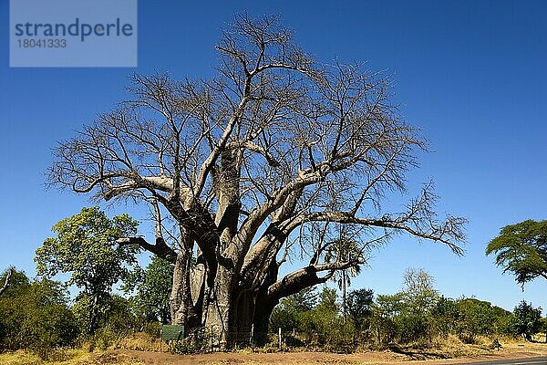 The Big Tree  Baobab  Affenbrotbaum  Simbabwe  Afrika