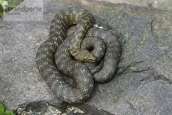 Würfelnatter (Natrix tessellata)  Deutschland  Europa