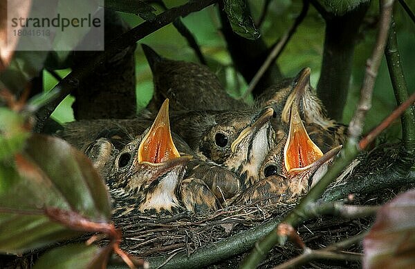 Singdrossel (Turdus philomelos) Küken zwitschern im Nest im Busch