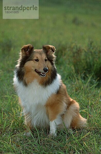 Sheltie  Shetland Sheepdog (Saeugetiere) (mammals) (animals) (Haushund) (domestic dog) (Haustier) (Heimtier) (pet) (außen) (outdoor) (frontal) (head-on) (von vorne) (Wiese) (meadow) (freundlich) (friendly) (sitzen) (sitting) (adult) (lächeln) (smiling) (Gegenlicht) (back light)