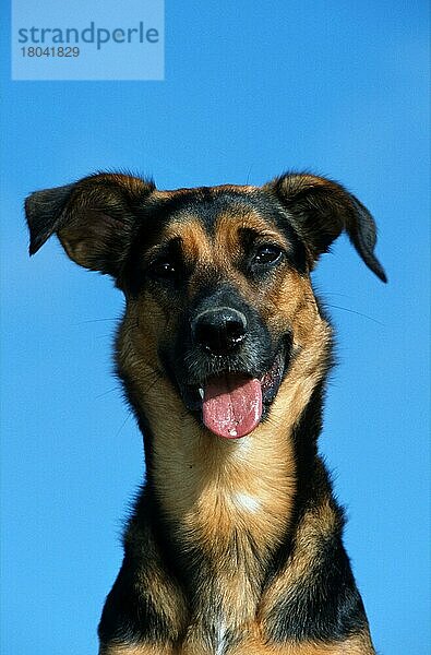 Mischlingshund  Mixed Breed Dog (animals) (Säugetiere) (mammals) (Haushund) (domestic dog) (Haustier) (Heimtier) (pet) (außen) (outdoor) (frontal) (head-on) (von vorne) (Kopf) (head) (Porträt) (portrait) (adult) (freundlich) (friendly) (hecheln) (panting)