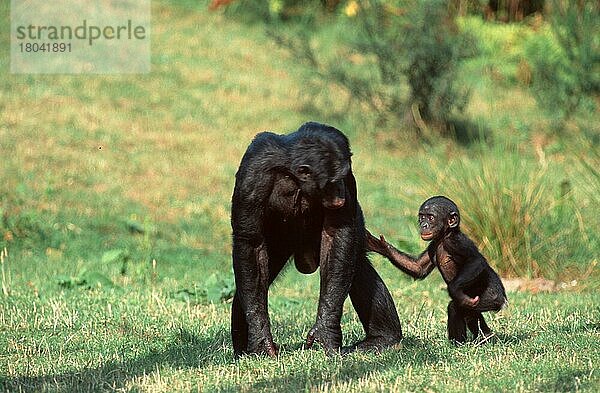 Bonobos  Weibchen mit Jungen  Zwergschimpanse (Pan paniscus)