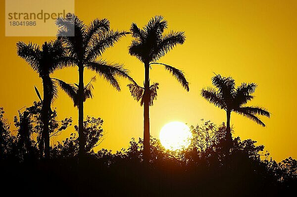 Palmen bei Sonnenuntergang  Everglades Nationalpark  Florida  USA  Nordamerika