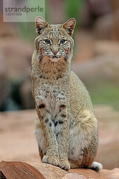 Bobcat (Lynx rufus) (Felis rufa)