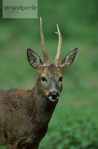 Reh (Capreolus capreolus)  männlich  Rehbock (Saeugetiere) (Säugetiere) (Hirsche) (Huftiere) (Paarhufer) (Klauentiere) (Europa) (außen) (draußen) (frontal) (von vorne) (Kopf) (Porträt) (Portrait) (aufmerksam) (wachsam) (erwachsen) (vertikal)