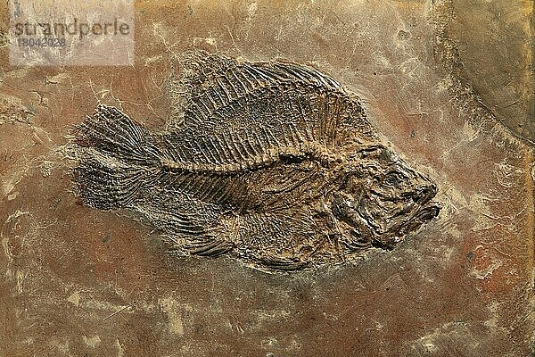 Fossiler Raubbarsch  Grube Messel  Hessen (Amphiperca multiformis)  Barschfossil  UNESCO Weltnaturerbe  Deutschland  Europa