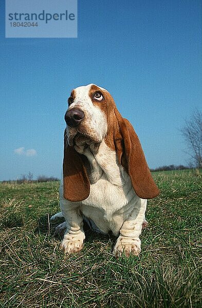 Basset Hound  lemon-white  lemon-weiss (animals) (Säugetiere) (mammals) (Haushund) (domestic dog) (Haustier) (Heimtier) (pet) (außen) (outdoor) (frontal) (head-on) (von vorne) (Wiese) (meadow) (neugierig) (curious) (sitzen) (sitting) (adult) (vertical)