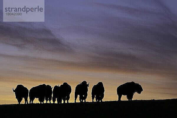 Amerikanischer Bison (Bison bison)  Baden-Württemberg  Deutschland  Europa