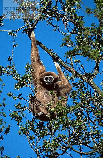 White-handed Gibbon  Weißhandgibbon (Hylobates lar)  Lar (animals) (Säugetiere) (mammals) (Menschenaffen) (Primaten) (primates) (apes) (Südostasien) (southeast asia) (außen) (outdoor) (Ast) (adult) (Bewegung) (motion) (klettern) (climbing) (neugierig) (curious) (frontal) (head-on) (von vorne)