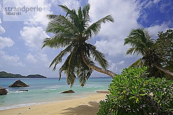 Strand und Palmen am Anse Boudin  Insel Praslin  Seychellen  Afrika