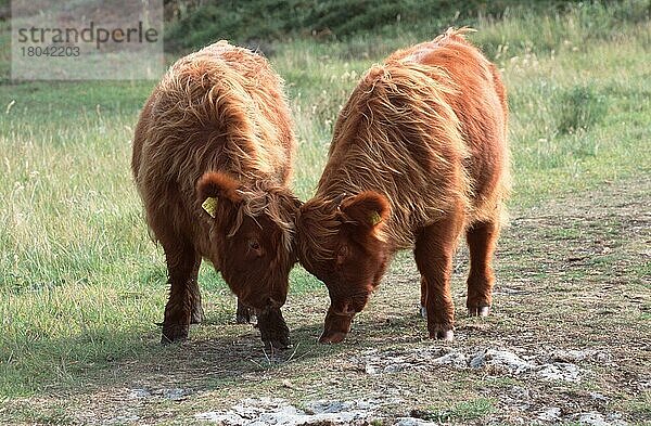 Schottisches Hochlandrind  Kälber  Kampf  Schottisches Hochlandrinder  kämpfen (Saeugetiere) (Säugetiere) (Haustier) (Nutztier) (Huftiere) (Paarhufer) (Klauentiere) (Rinder) (Europa) (Schottland) (Scotland) (außen) (outdoor) (frontal) (von vorne) (Wiese) (Jungtier) (jung) (Kalb) (Kälbchen) (Wettbewerb) (spielen) (stehen) (Paar) (zwei) (Querformat) (horizontal) Kälbchen