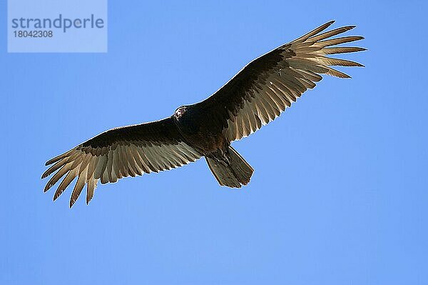 Truthahngeier (Cathartes aura)  Everglades Nationalpark  Florida  freistellbar  USA  Nordamerika