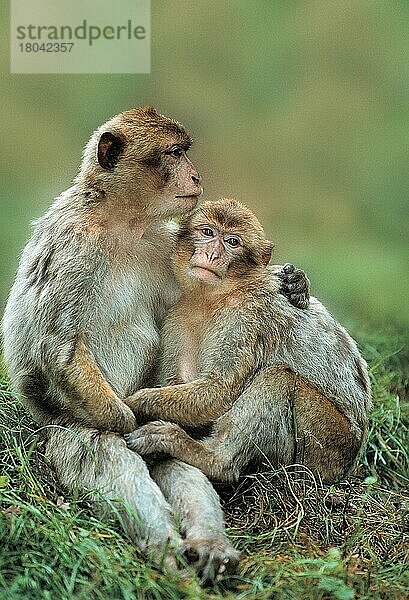 Berberaffen  Barbary Monkeys (Macaca silvana)  Magots (Tiere) (außen) (outdoor) (Wiese) (meadow) (Europa) (zärtlich) (tender) (sitzen) (sitting) (adult) (Paar) (pair) (couple) (zwei) (two) (Säugetiere) (mammals) (Affen) (Primaten) (Vertrauen) (trust) (confidence) (Zuneigung) (affection)