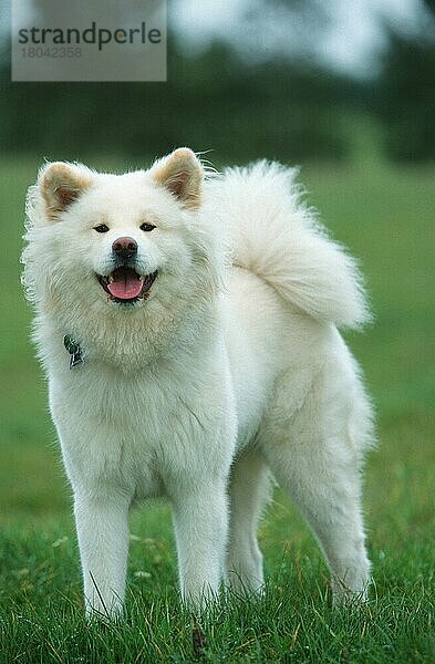 Akita Inu  langhaarig  longhaired (animals) (außen) (outdoor) (Wiese) (meadow) (freundlich) (friendly) (lächeln) (smiling) (stehen) (standing) (adult) (weiß) (white) (Säugetiere) (mammals) (Haustier) (Heimtier) (pet) (Haushund) (domestic dog) (Ringelrute) (Ringelschwanz) (ring tail) (curled tail)