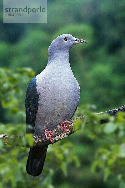 Green Imperial Pigeon  Bronzefruchttaube (Ducula aenea) (Tiere) (animals) (Vogel) (Vögel) (birds) (Tauben) (pigeons) (Südostasien) (southeast asia) (außen) (outdoor) (Ast) (Baum) (tree) (adult) (frontal) (head-on) (von vorne)