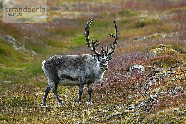 Spitzbergen-Rentier (Rangifer tarandus platyrhynchus)  männlich mit samtbedecktem Geweih auf der Tundra im Sommer  Svalbard  Spitzbergen  Norwegen  Europa