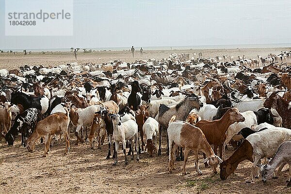 Gemischte Herde Ziegen und Schafe  nördlich der Chalbi-Wüste  Ziege  Ziegen  Schaf  Schafe  Schafherde  Ziegenherde  Kenia  Afrika